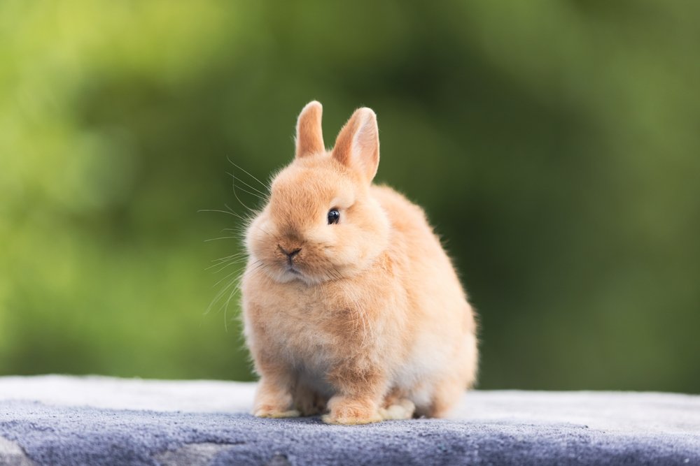 Netherland Dwarf rabbit