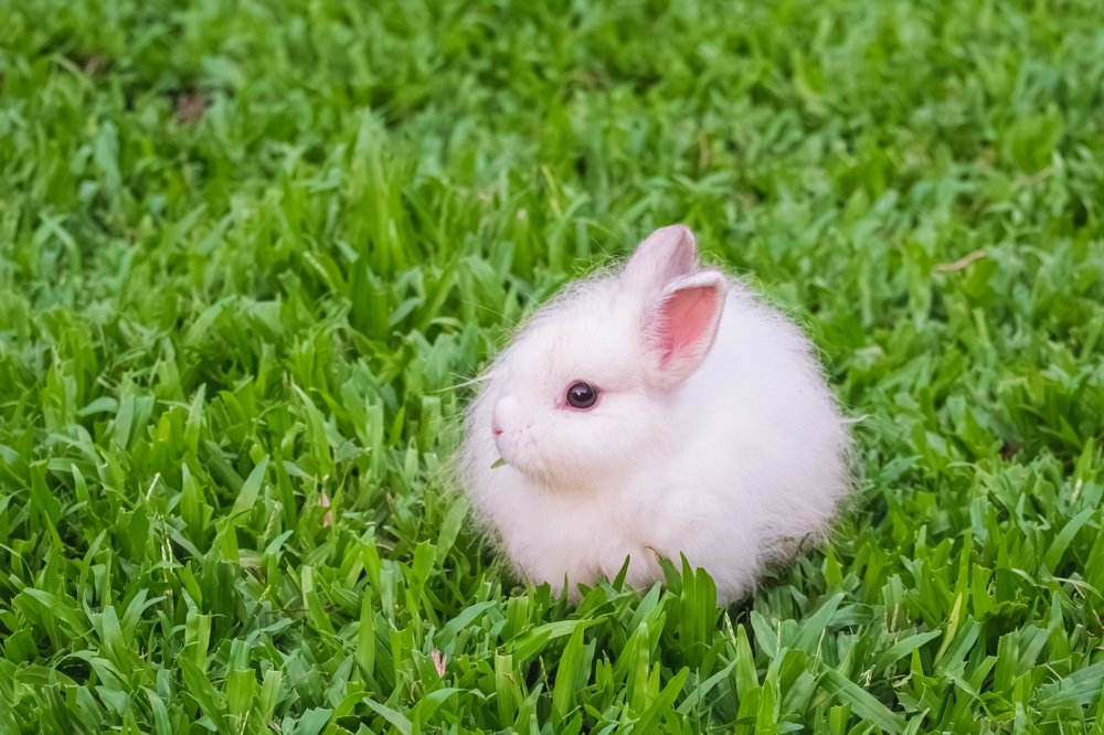 Jersey Wooly Rabbit